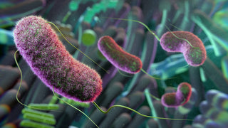 Could your gut health be the cause of your skin problems?