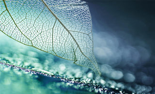 Swiss Toniq secret of success