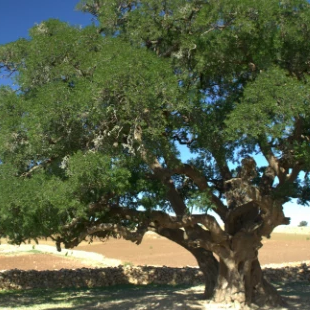 Argna Tree