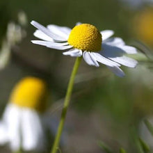 Load image into Gallery viewer,    German chamomile essential oil
