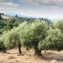 Load image into Gallery viewer, Olive tree
